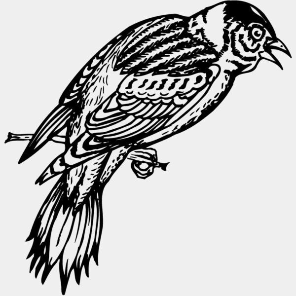 BIRD022 Thumbnail